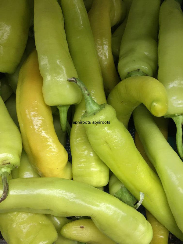 BANANA PEPPERS -1LB | (4 pcs approx.) - apniroots Grocery