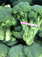 BROCCOLI each - apniroots Grocery