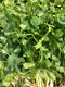 CORIANDER BUNCH - apniroots Grocery