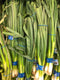 GREEN ONION bunch | (2 pcs approx.in bunch) - apniroots Grocery