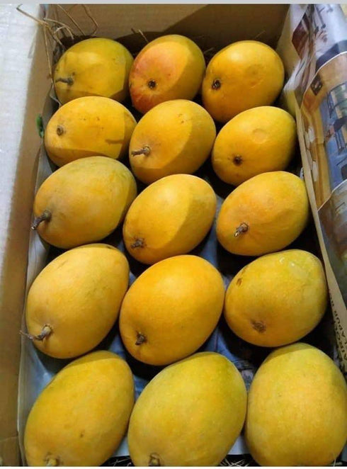 Mango Alphonso - Indian Mango Large Box (12 PCS) - apniroots Grocery