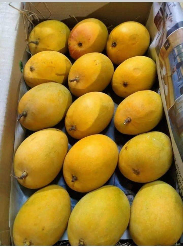 Mango Alphonso - Indian Mango Large Box (12 PCS) - apniroots Grocery